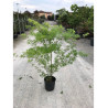 ACER palmatum DISSECTUM SEIRYU (Érable du Japon) En pot de 15-20 litres