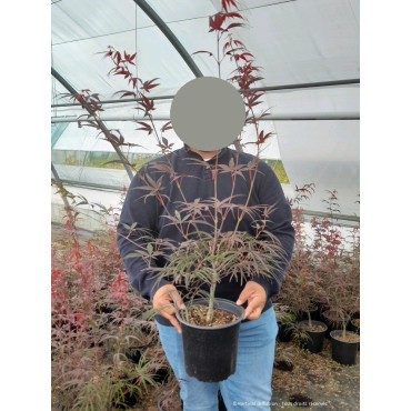 ACER palmatum ENKAN En pot de 4-5 litres buisson hauteur 040-060 cm