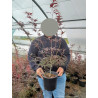ACER palmatum ENKAN (Érable du Japon) En pot de 4-5 litres forme buisson