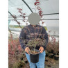 ACER palmatum ENKAN En pot de 4-5 litres buisson hauteur 040-060 cm