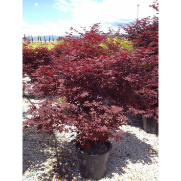 ACER palmatum FIREGLOW (Érable du Japon) En pot de 35-50 litres forme buisson