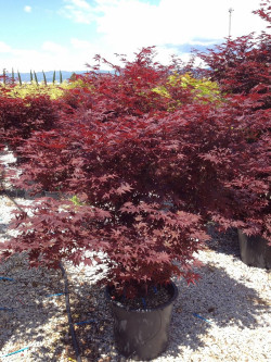 erable-du-japon-pourpre-fireglow-acer-palmatum-fireglow-1.jpg