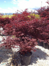 erable-du-japon-pourpre-fireglow-acer-palmatum-fireglow-1.jpg