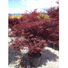 ACER palmatum FIREGLOW (Érable du Japon) En pot de 35-50 litres forme buisson