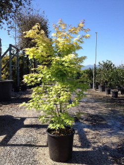 ACER palmatum ORANGE DREAM En pot de 25-30 litres buisson hauteur 125-150 cm