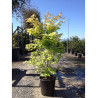 ACER palmatum ORANGE DREAM En pot de 25-30 litres buisson hauteur 125-150 cm
