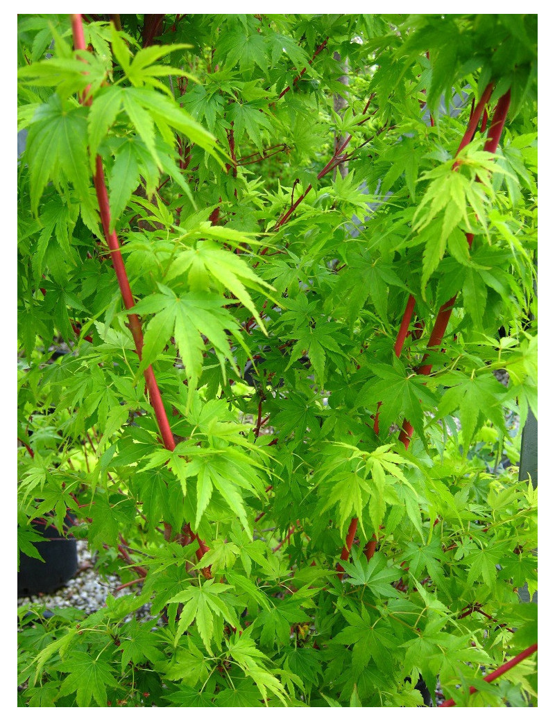 ACER palmatum SENKAKI ou SANGOKAKU (Érable du Japon)