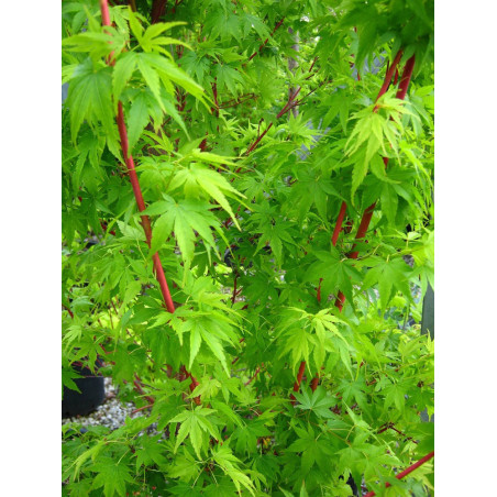 ACER palmatum SENKAKI ou SANGOKAKU (Érable du Japon)