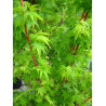 ACER palmatum SENKAKI ou SANGOKAKU (Érable du Japon)