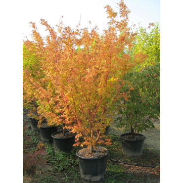 ACER palmatum SENKAKI ou SANGOKAKU En pot de 50-70 litres buisson hauteur 150-175 cm