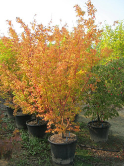 ACER palmatum SENKAKI ou SANGOKAKU En pot de 50-70 litres buisson hauteur 150-175 cm