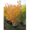 ACER palmatum SENKAKI ou SANGOKAKU En pot de 50-70 litres buisson hauteur 150-175 cm