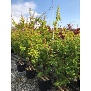 ACER palmatum SENKAKI ou SANGOKAKU En pot de 25-30 litres buisson hauteur 100-125 cm