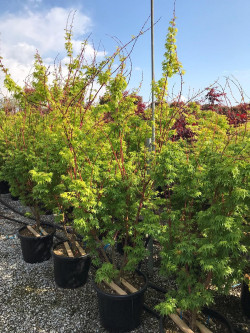 erable-du-japon-a-bois-corail-sangokaku-acer-palmatum-sangokaku-9.jpg
