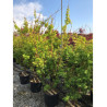 ACER palmatum SENKAKI ou SANGOKAKU (Érable du Japon) En pot de 25-30 litres