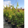 ACER palmatum SENKAKI ou SANGOKAKU En pot de 25-30 litres buisson hauteur 100-125 cm