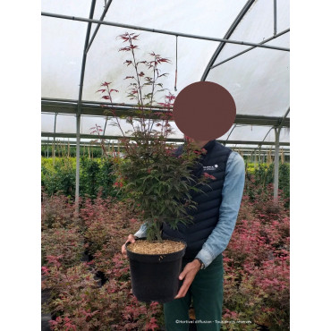 ACER palmatum SHAINA (Érable du Japon) En pot de 10-12 litres forme buisson