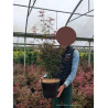 ACER palmatum SHAINA En pot de 10-12 litres buisson hauteur 060-080 cm