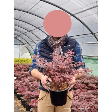 ACER palmatum SHAINA En pot de 4-5 litres buisson hauteur 040-060 cm