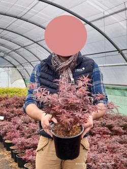 ACER palmatum SHAINA En pot de 4-5 litres buisson hauteur 040-060 cm