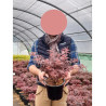 ACER palmatum SHAINA En pot de 4-5 litres buisson hauteur 040-060 cm
