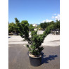 ACER palmatum SHISHIGASHIRA En pot de 50-70 litres buisson hauteur 125-150 cm