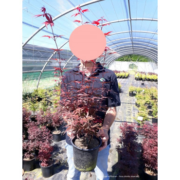 ACER palmatum SKEETER'S BROOM (Érable du Japon) En pot de 4-5 litres