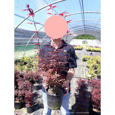 ACER palmatum SKEETER'S BROOM En pot de 4-5 litres buisson hauteur 030-040 cm