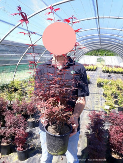 ACER palmatum SKEETER'S BROOM En pot de 4-5 litres buisson hauteur 030-040 cm