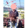 ACER palmatum SKEETER'S BROOM En pot de 4-5 litres buisson hauteur 030-040 cm