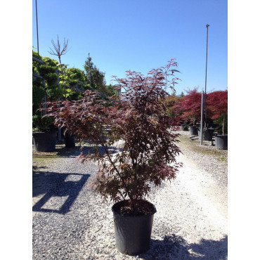 ACER palmatum SKEETER'S BROOM En pot de 15-20 litres buisson hauteur 080-100 cm