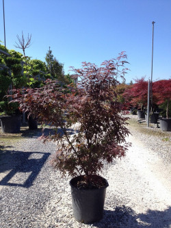 erable-du-japon-nain-pourpre-skeeters-broom-acer-palmatum-skeeters-broom-4.jpg
