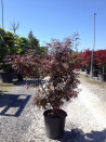 erable-du-japon-nain-pourpre-skeeters-broom-acer-palmatum-skeeters-broom-4.jpg