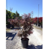 ACER palmatum SKEETER'S BROOM (Érable du Japon) En pot de 15-20 litres