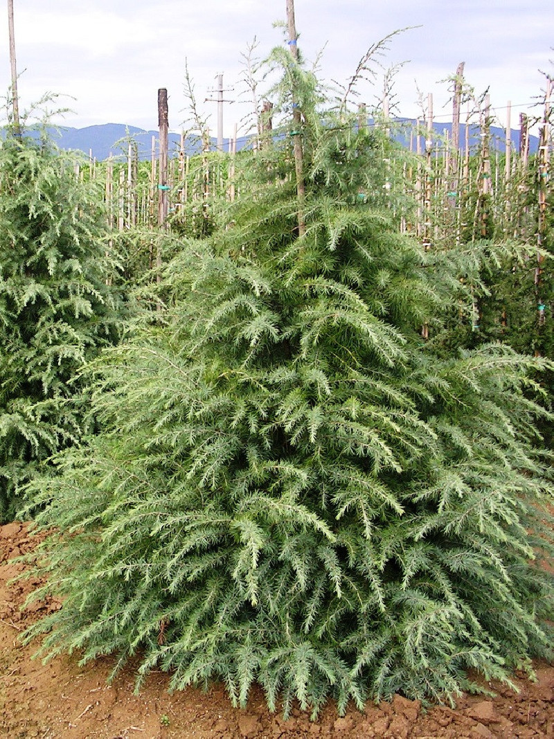 CEDRUS deodara (Cèdre de l'Himalaya) — free download