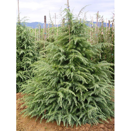 CEDRUS deodara (Cèdre de l'Himalaya)