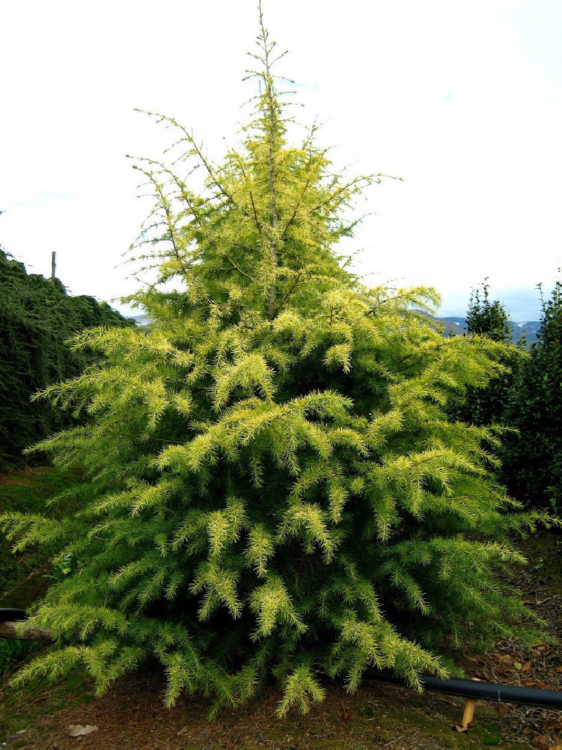 CEDRUS deodara AUREA (Cèdre doré de l'Himalaya) — free download