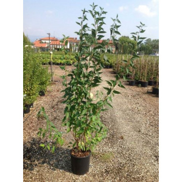 FORSYTHIA intermedia LYNWOOD GOLD (Forsythia Lynwood ou Mimosa de Paris Lynwood) En pot de 7-10 litres forme buisson