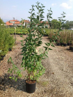 FORSYTHIA intermedia LYNWOOD GOLD En pot de 7-10 litres