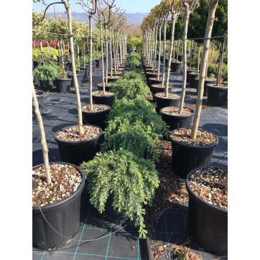 CEDRUS deodara FEELING BLUE (Cèdre de l'Himalaya Feeling blue)