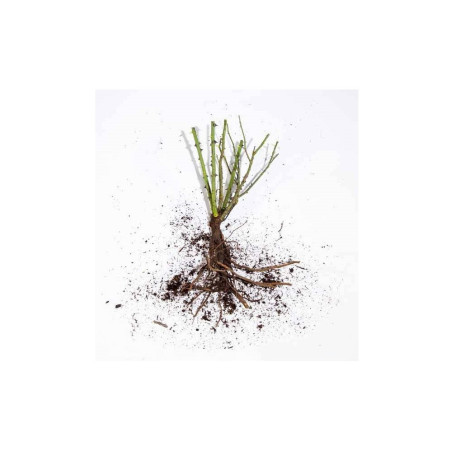 ROSIER MADAME HARDY (Rosier ancien)