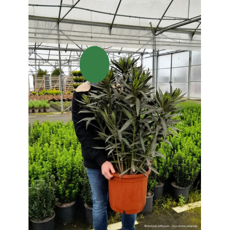 NERIUM oleander BLANC (Laurier rose)