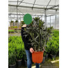 NERIUM oleander ROUGE (Laurier rose)