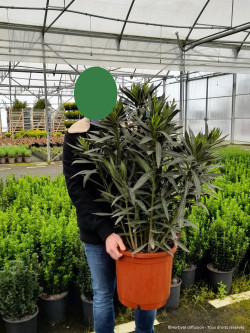 NERIUM oleander SAUMON En pot de 15-20 litres