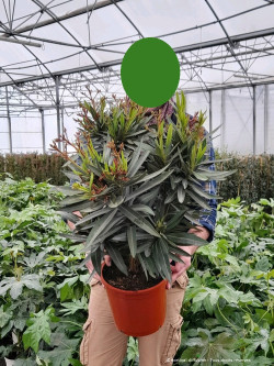 NERIUM oleander ROSE En pot de 7-10 litres
