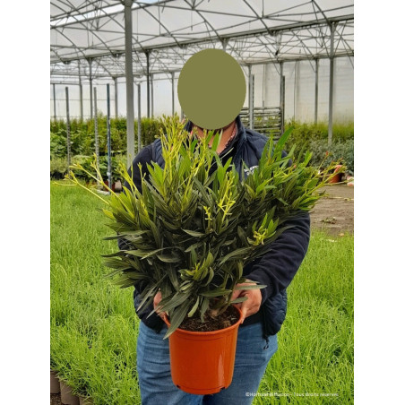 NERIUM oleander BLANC (Laurier rose)