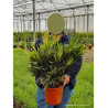 NERIUM oleander BLANC (Laurier rose)