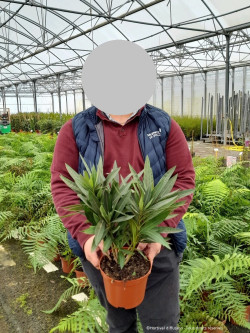 NERIUM oleander SAUMON En pot de 2-3 litres