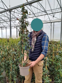 PASSIFLORA caerulea En pot de 4-5 litres