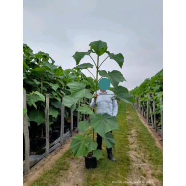 PAULOWNIA fortunei FAST BLUE® (Paulownia de fortune Fast blue) En pot de 15-20 litres forme baliveau hauteur 150-200 cm